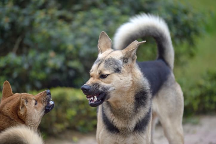 german shepherds attacking other dogs